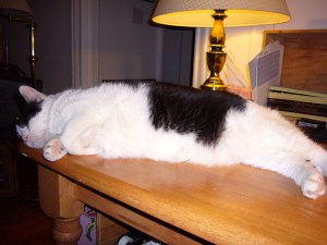 Beached kitty-whale