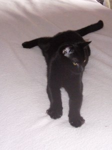 Disrupting bed-making