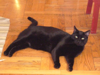 Kitty boy on the floor.