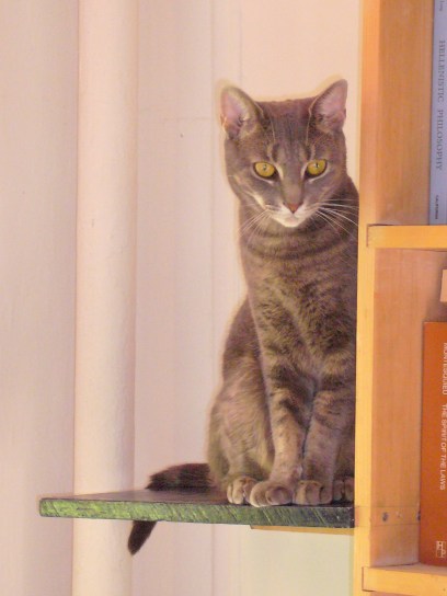 Trickster looking down on us all.