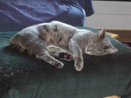 Ignore the cat hair on the ottoman---look at the pretty kitty instead!