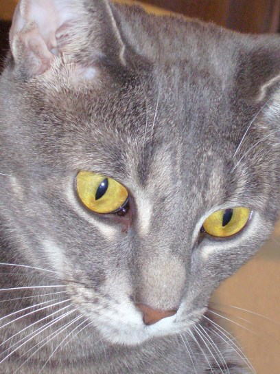 Ahh, pretty, pretty kitty