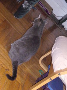 Ignore that clawed-up ottoman.