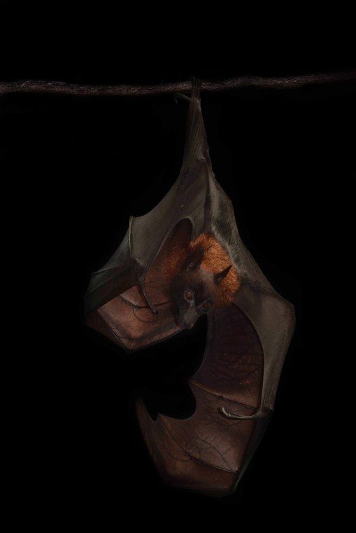 Indian Flying Fox 2 sm