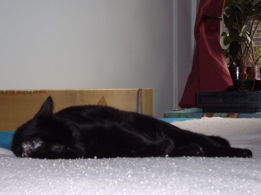 Washed up by the pink sea on a teal beach.